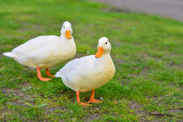duck on grass on spring 