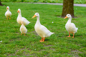 family of geese in the park 