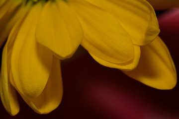 Chrysanthemum close up macro photo