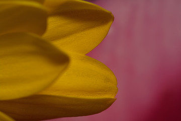 Chrysanthemum close up macro photo