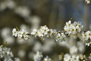 Schlehdorn-Blüten (Prunus spinosa)