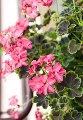 Kremlin Pelargonium geranium plant flower