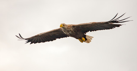 Seeadler 02