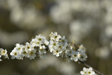 Schlehdorn-Blüten (Prunus spinosa)