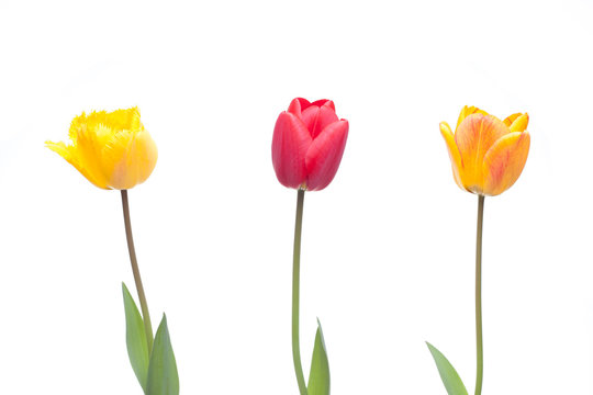 Three tulips in red, orange and yellow color