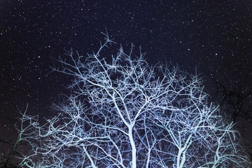 Arbre et ciel étoilé