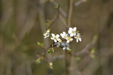 Schlehdorn-Blüten (Prunus spinosa)