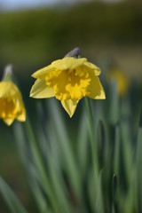 Obraz premium Narzisse (Narcissus)