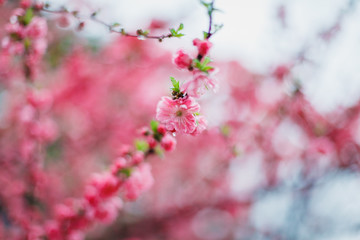 cherry blossom in spring