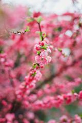 pink flowers in garden
