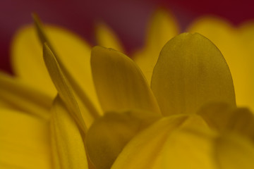 Chrysanthemum close up macro photo