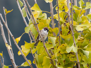 Obraz premium Eurasian tree sparrow in an autumn ginkgo tree 1