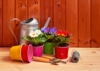 Gardening tools and primula flowers on wooden table.