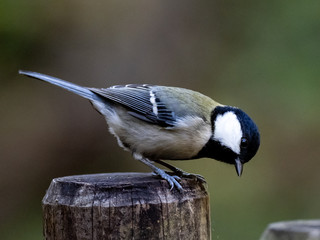 Parus minor Japanese tit on a fence post 2