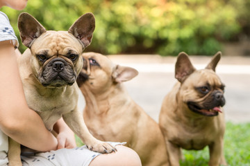 French bulldog sitting on owners lap at garden.