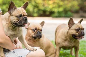 French bulldog sitting on owners lap at garden.