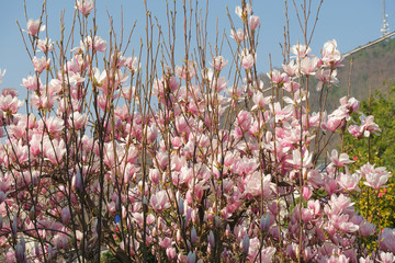 Magnolia fiorita in una giornata primaverile