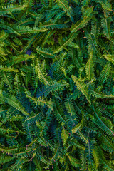  Nature backgrounds green in the vertical garden decoration