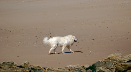 Vendée, France: Pyrenean mountain dog or patou on the beach of Bretignolles sur Mer.