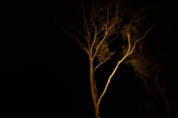 Eucalyptus Tree at Night 1 © Tracey