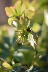 verblühte Christrose (Helleborus niger)