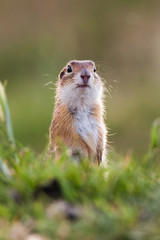 European ground squirrel (Spermophilus citellus), European souslik