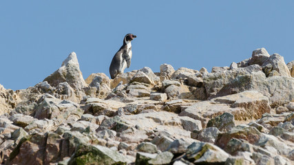 Humboldt penguin(Spheniscus humboldti)