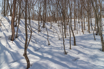 Towada Hachimantai National Park in winter