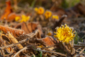 Frosty morning, frosted coltsfoot Tussilago farfara