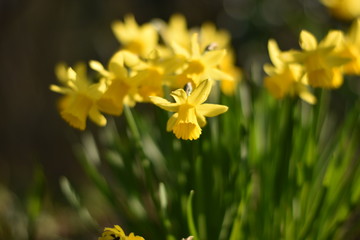 Fototapeta premium Narzissen (Narcissus)