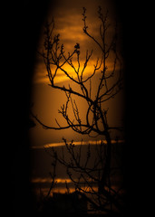 Silhouette of bare tree at dusk