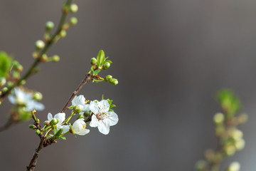 Spring flowering of fruit tree
