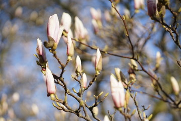 Close up of delicate white pink Magnolia blossom at Magnolia tree in spring 