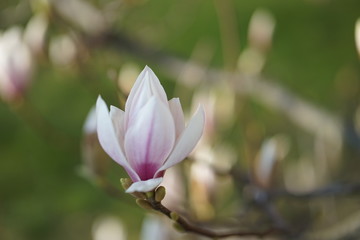 Fototapeta premium Close up of delicate white pink Magnolia blossom at Magnolia tree in spring 