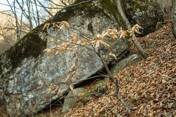 stone covered with moss