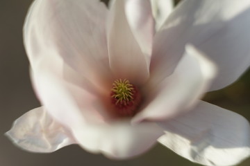 Obraz premium Close up of delicate white pink Magnolia blossom at Magnolia tree in spring 