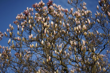 Wide shot of delicate white pink Magnolia blossom at Magnolia tree in spring 