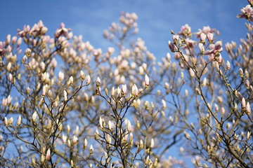 Wide shot of delicate white pink Magnolia blossom at Magnolia tree in spring 