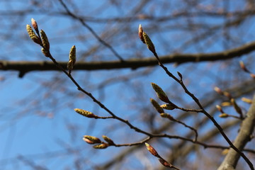  The buds are swollen in the trees and young leaves will appear soon