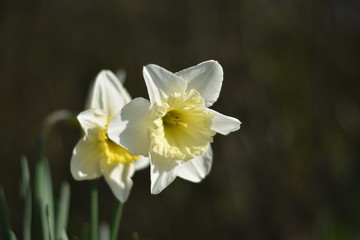 Fototapeta na wymiar Narzissen (Narcissus)