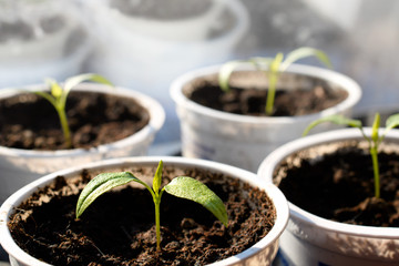 Young plants growing in plastic pots