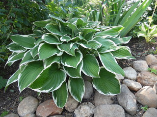 A great host plant