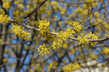  Dogwood blooms with bright yellow flowers in early spring in the garden