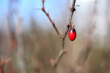 alone barberry red berry on a bush in early spring