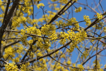  Dogwood blooms with bright yellow flowers in early spring in the garden