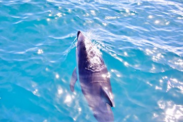 Delfin schwimmt vor Boot © Peter