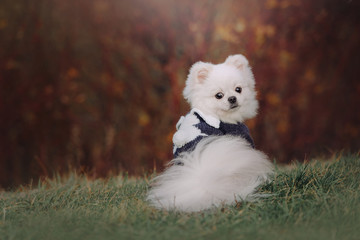 white pomeranian spitz dog sitting outdoors in a sweater