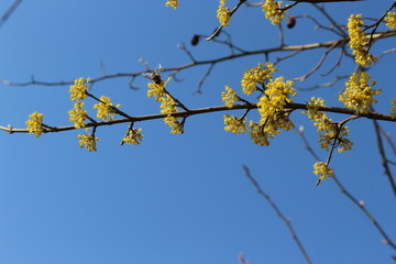  Dogwood blooms with bright yellow flowers in early spring in the garden