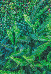  Nature backgrounds green in the vertical garden decoration