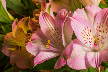 Fototapeta premium Blooming bouquet of flowers alstroemeria.